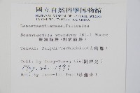 刺柄碗蕨藏品圖，第2張