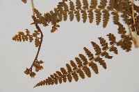 刺柄碗蕨藏品圖，第3張