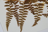 刺柄碗蕨藏品圖，第4張