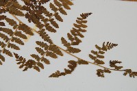 刺柄碗蕨藏品圖，第5張