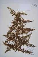 刺柄碗蕨藏品圖，第1張