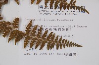 刺柄碗蕨藏品圖，第2張