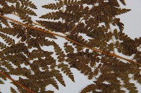 刺柄碗蕨藏品圖，第3張