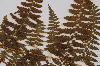 刺柄碗蕨藏品圖，第4張