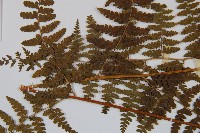 刺柄碗蕨藏品圖，第5張