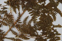 刺柄碗蕨藏品圖，第3張