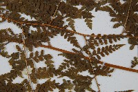 刺柄碗蕨藏品圖，第4張