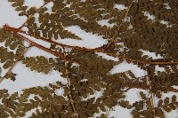 刺柄碗蕨藏品圖，第5張