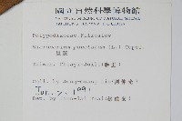 星蕨藏品圖，第2張