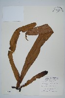 星蕨藏品圖，第1張