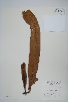 星蕨藏品圖，第1張