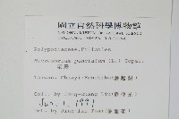 星蕨藏品圖，第2張