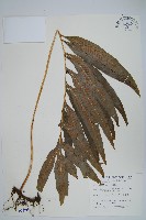 橢圓線蕨藏品圖，第1張