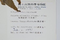 橢圓線蕨藏品圖，第2張