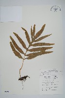 大線蕨藏品圖，第1張