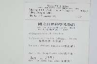 大線蕨藏品圖，第2張