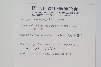 抱樹蕨、伏石蕨藏品圖，第2張