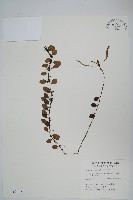 抱樹蕨、伏石蕨藏品圖，第1張