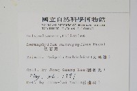 抱樹蕨、伏石蕨藏品圖，第2張