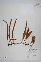 抱樹石葦藏品圖，第1張
