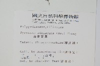 抱樹石葦藏品圖，第2張