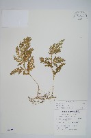 異葉卷柏藏品圖，第1張