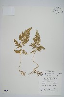 異葉卷柏藏品圖，第1張
