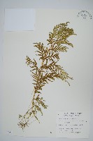 全緣卷柏藏品圖，第1張