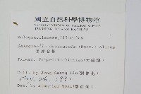 全緣卷柏藏品圖，第2張