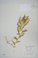 全緣卷柏藏品圖，第1張