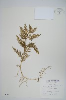 全緣卷柏藏品圖，第1張