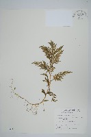 全緣卷柏藏品圖，第1張