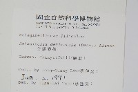 全緣卷柏藏品圖，第2張