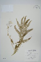 全緣卷柏藏品圖，第1張