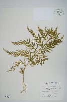 全緣卷柏藏品圖，第1張