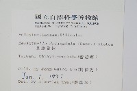 全緣卷柏藏品圖，第2張