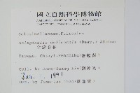 全緣卷柏藏品圖，第2張