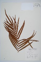 烏毛蕨藏品圖，第1張