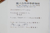 烏毛蕨藏品圖，第2張