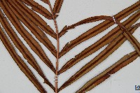 烏毛蕨藏品圖，第3張