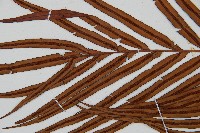 烏毛蕨藏品圖，第5張