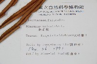 烏毛蕨藏品圖，第2張