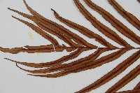 烏毛蕨藏品圖，第5張