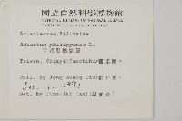 半月形鐵線蕨藏品圖，第2張