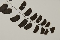 半月形鐵線蕨藏品圖，第3張