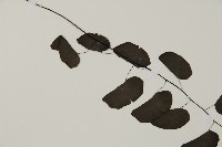 半月形鐵線蕨藏品圖，第4張