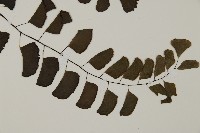 半月形鐵線蕨藏品圖，第3張