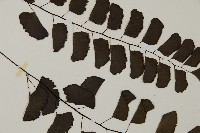 半月形鐵線蕨藏品圖，第4張