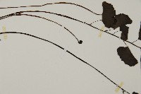 半月形鐵線蕨藏品圖，第5張