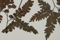 扇葉鐵線蕨藏品圖，第4張